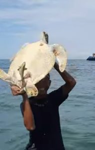 Nelayan yang meninggal Koh Tommy Nampak sedang melepas Penyu